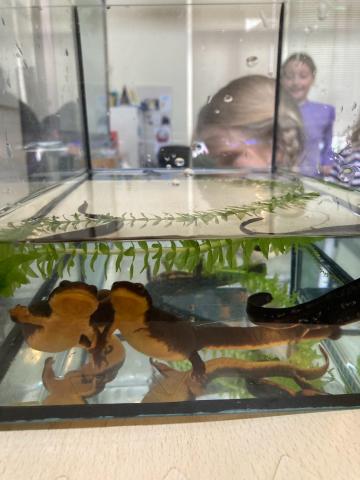 Salamander